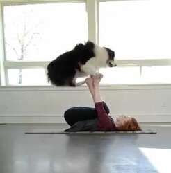 瑜伽世界冠军人犬优雅默契