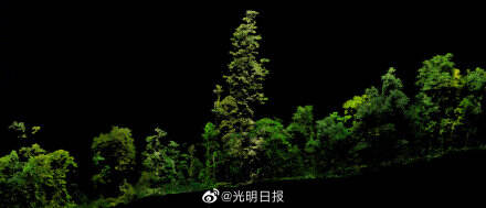 最新发现！中国大陆已知最高树76.8米
