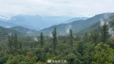 最新发现！中国大陆已知最高树76.8米