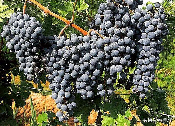 撖建平：将葡萄种植业纳入生态产业