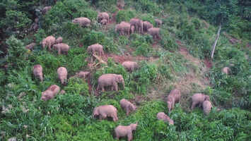 罕见！西双版纳30多头野生亚洲象集体觅食