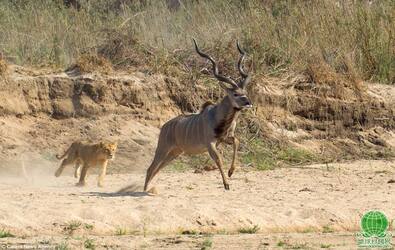 南非狮群猎杀弯角羚场面惊心动魄