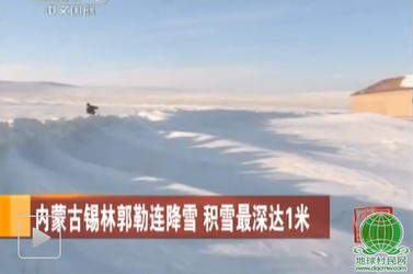 内蒙古遭遇50年来最严重的雪灾雪埋房子 羊上炕