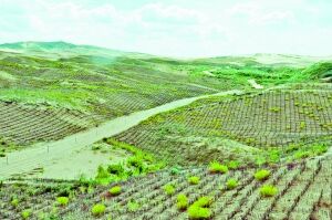 绿色的撬动——鄂尔多斯库布其沙区沙产业发展纪实