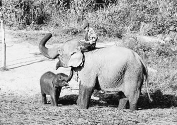 谁来拯救东南亚的大象