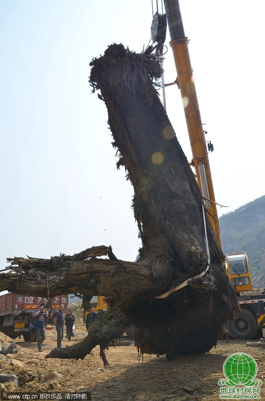 四川攀枝花米易出土重达40吨千年古杉木