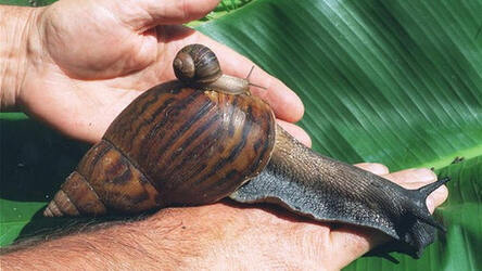 “非洲巨蜗牛”硕大如鼠 美国佛州恐遭入侵