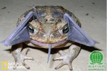 秘鲁护林员拍下蟾蜍吞食蝙蝠诡异画面