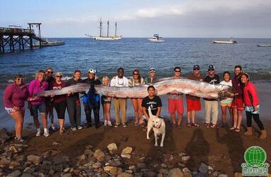 高清：美国加州潜水员捕获6米长带鱼