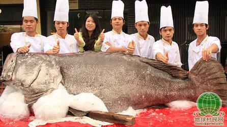 高清：广东饭店空运近700斤重巨型石斑鱼