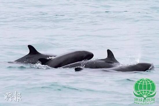 近百伪虎鲸于香港葵涌码头游弋 专家称罕见