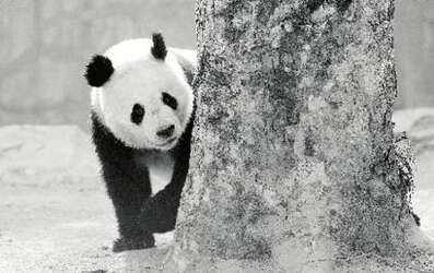 熊猫客死郑州动物园追踪：四川曾两次发函保护
