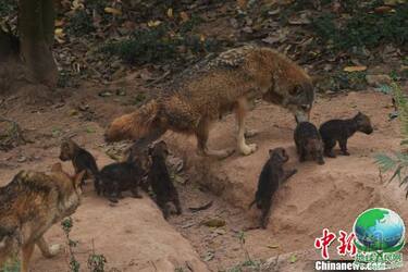 深圳野生动物园7胞胎狼宝宝出洞见游客