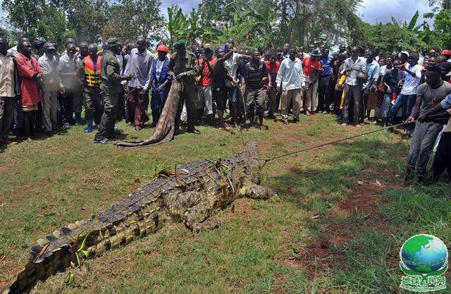 乌干达捕获1吨重巨鳄 被指已吃掉6人(组图)