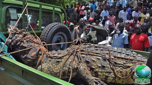 乌干达捕获1吨重巨鳄 被指已吃掉6人(组图)