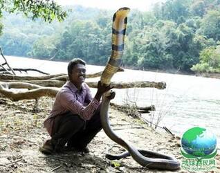 印度男子救助3万多条蛇 被266条毒蛇咬伤后活命
